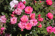 13th Jun 2021 - Roses in Bloom