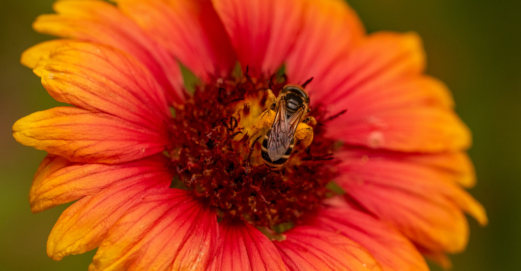 The Bee Covered in Pollen! by rickster549