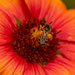 The Bee Covered in Pollen! by rickster549