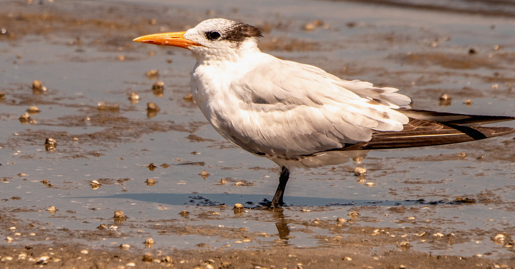 Royal Tern Wading in the Mud! by rickster549