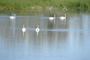 14th Jun 2021 - A Bevy Of Swans
