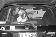 8th Jun 2021 - dogs in cars