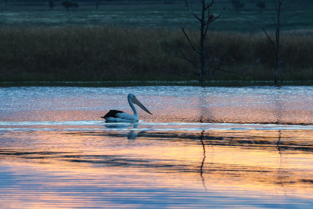 Sunset Pelican by flyrobin