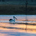 Sunset Pelican by flyrobin