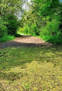 15th Jun 2021 - A Green Carpet Day in the Country Park.