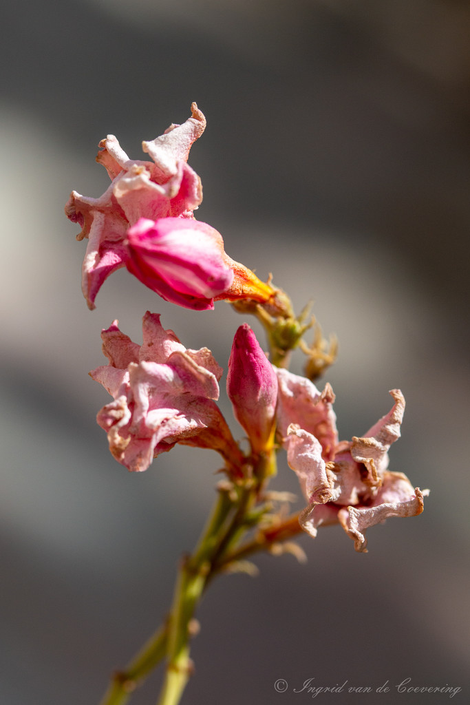 Drying Oleander flowers by ingrid01