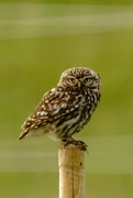14th Jun 2021 - Little Owl.