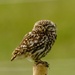 Little Owl. by padlock