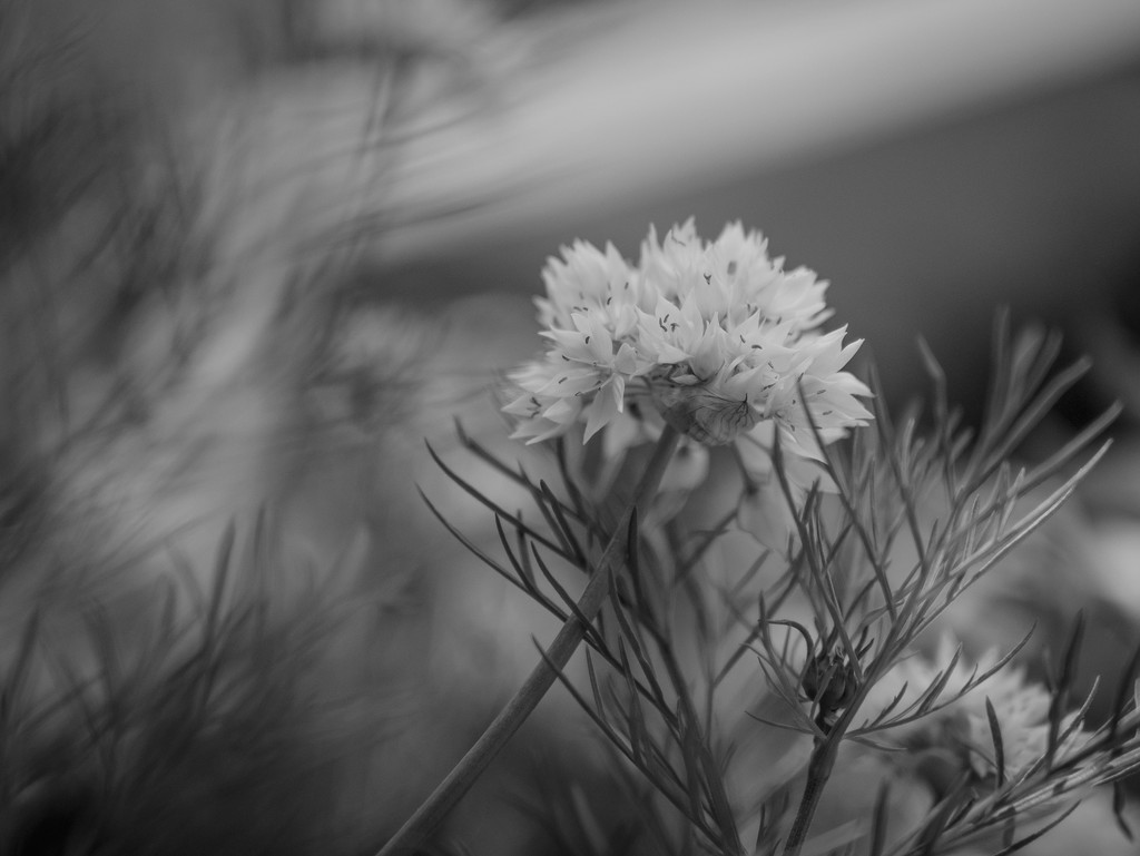 White Allium by newbank