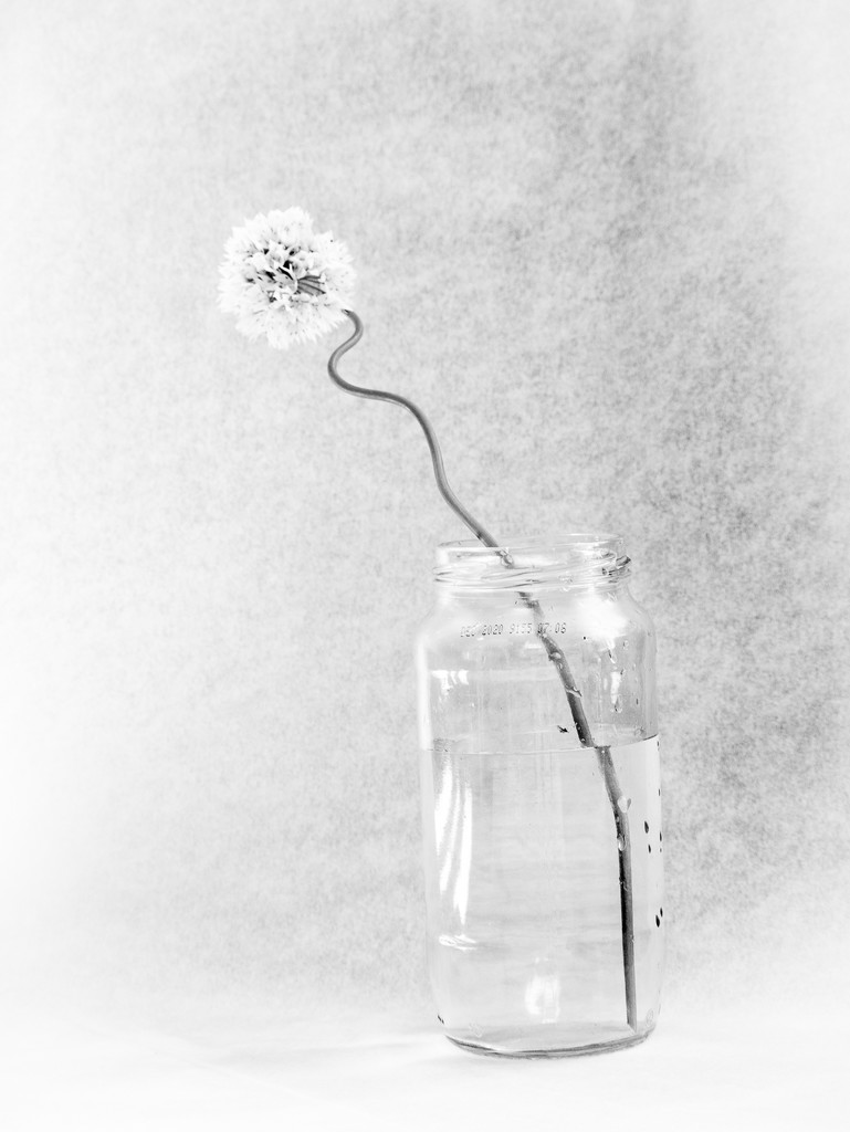 Flower in White (better on black) by newbank