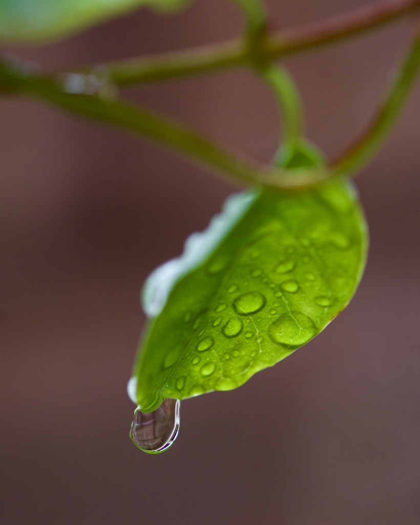 Refraction After The Rain DSC_7153 by merrelyn