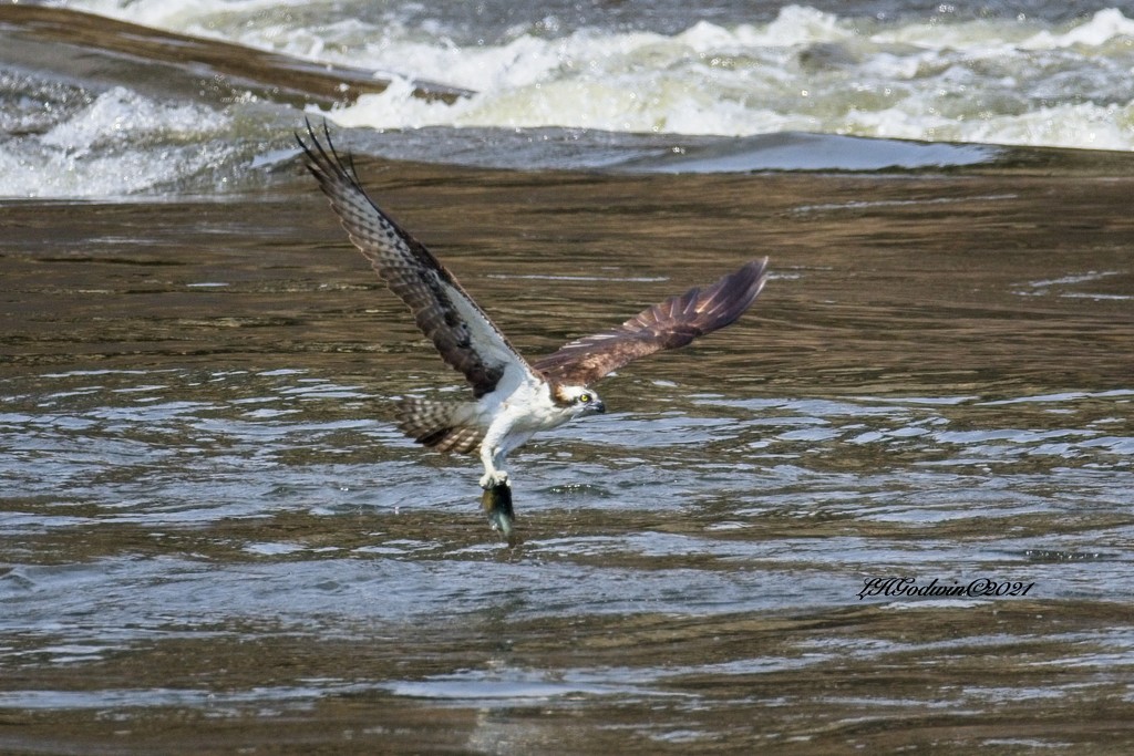 LHG-3552- Osprey coming up with fish by rontu