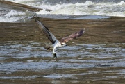 15th Jun 2021 - LHG-3552- Osprey coming up with fish