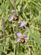 15th Jun 2021 - Beautiful Bee Orchid