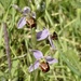 Beautiful Bee Orchid by orchid99