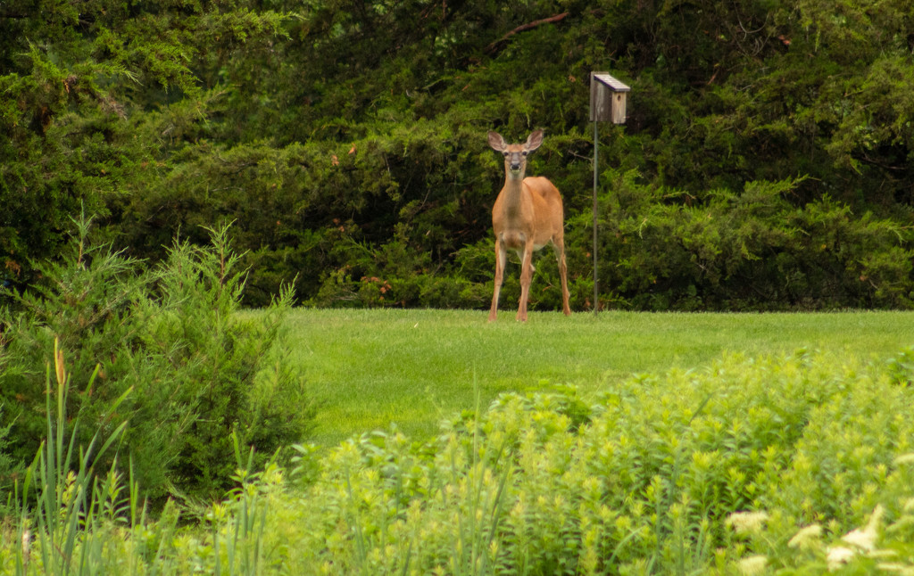 I'm looking for the deer feeder by tdaug80