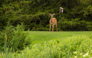 14th Jun 2021 - I'm looking for the deer feeder