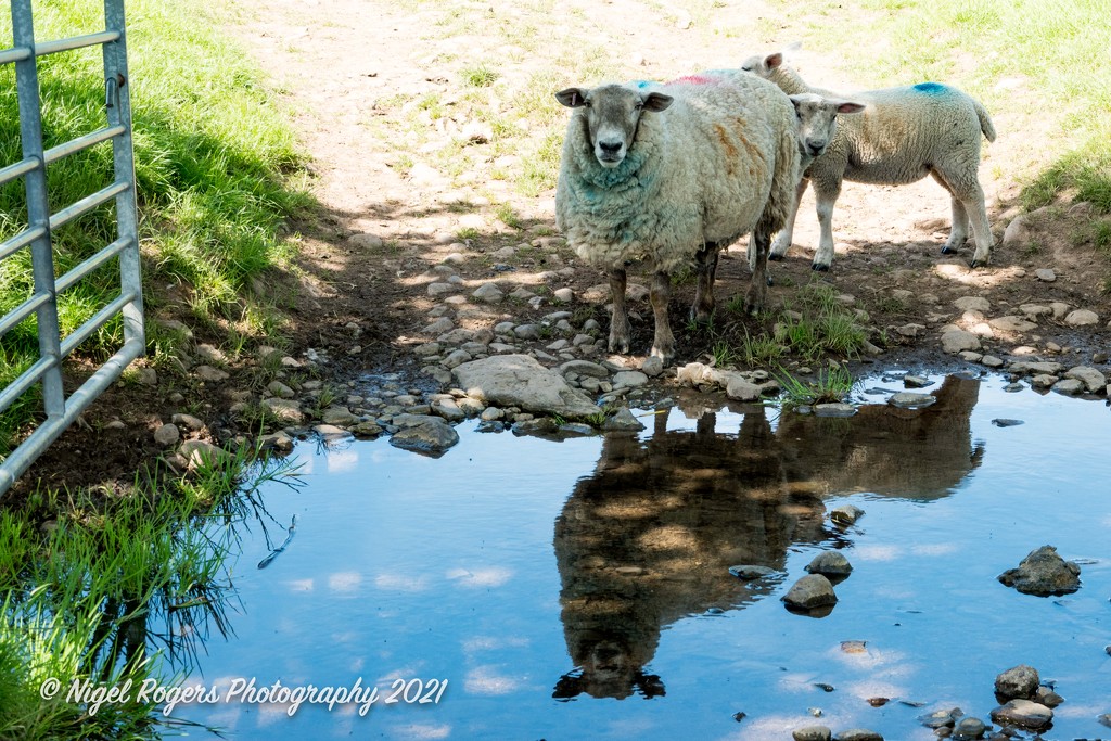 Sheep relections by nigelrogers