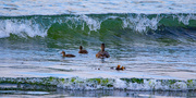 15th Jun 2021 - Facing the Surf