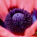 Poppy Central  by carole_sandford