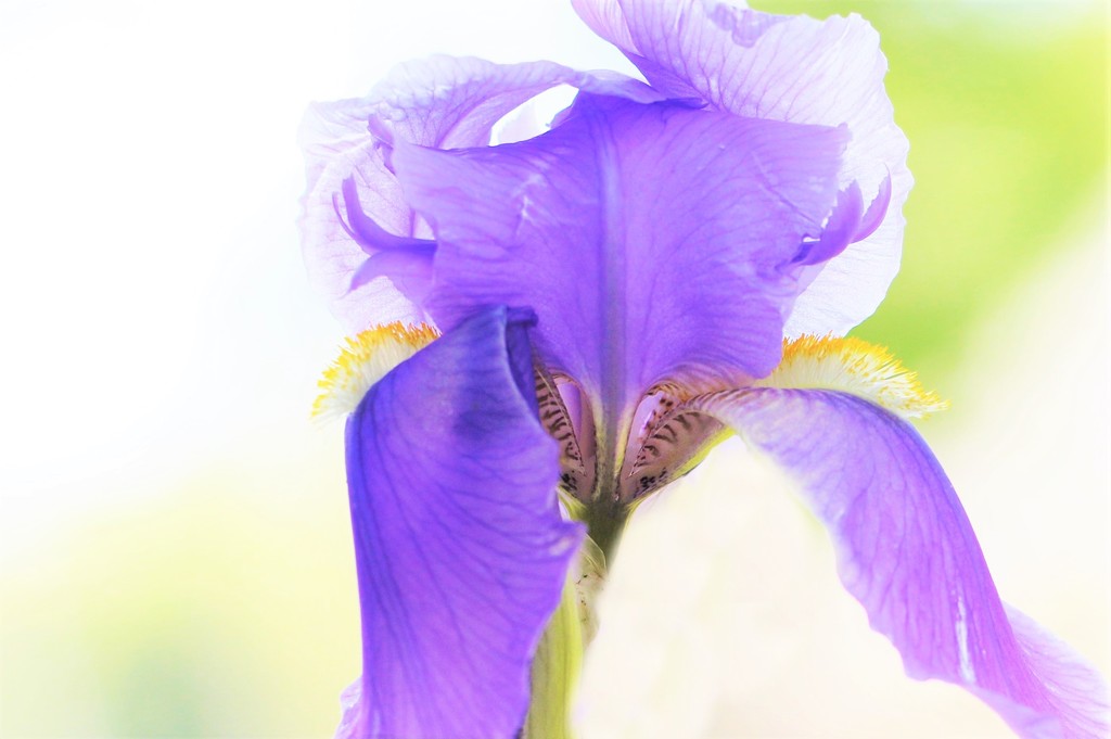 Purple Iris by lynnz