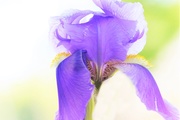 26th May 2021 - Purple Iris