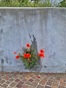 11th Jun 2021 - Poppies in the wall. 