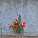 Poppies in the wall.  by cocobella