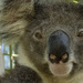 aaaaahhhh Houdini by koalagardens