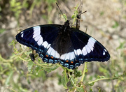 15th Jun 2021 - White Admiral Butterfly 