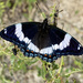 White Admiral Butterfly  by radiogirl