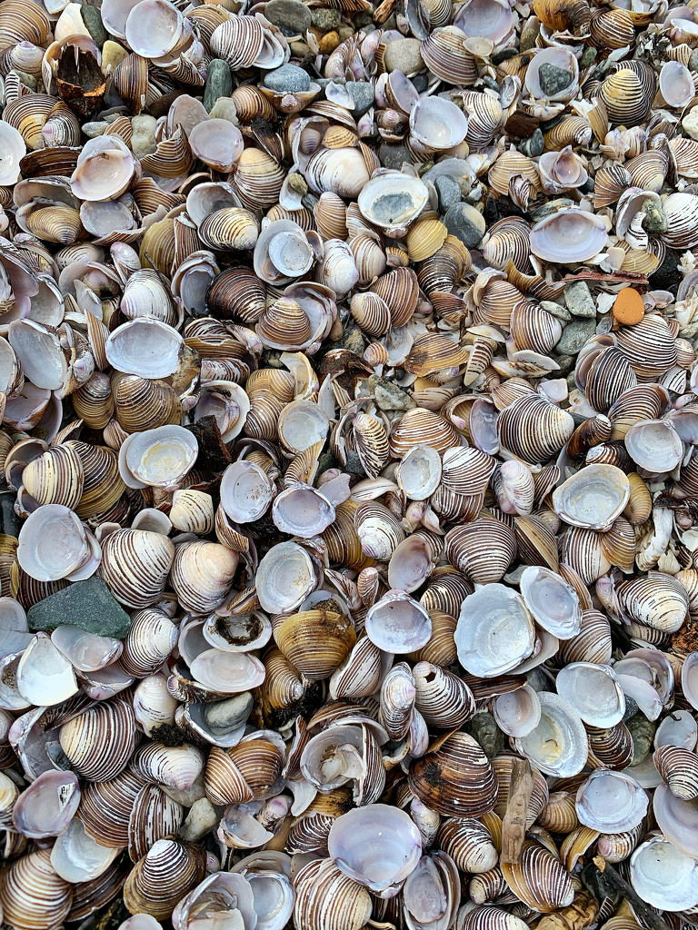 Shells  by cocobella