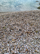 12th Jun 2021 - The shells beach. 
