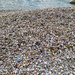 The shells beach.  by cocobella