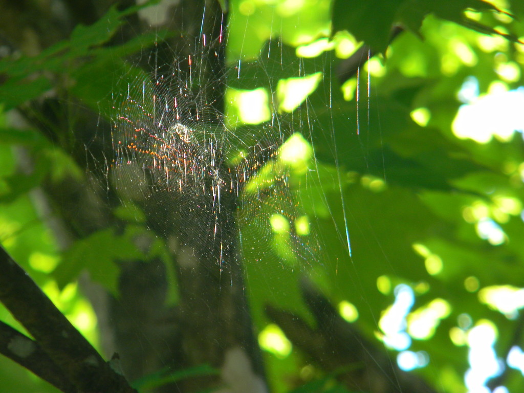 Spider Web in Maple Tree by sfeldphotos