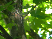 15th Jun 2021 - Spider Web in Maple Tree