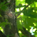 Spider Web in Maple Tree by sfeldphotos