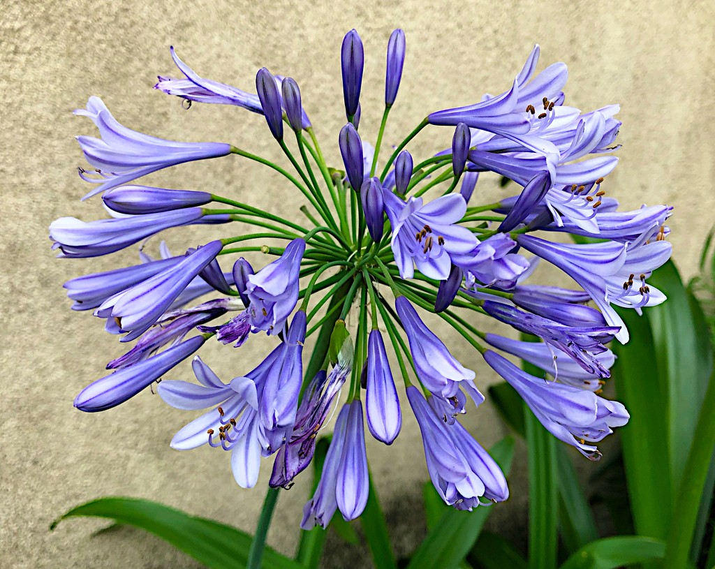 Nike blue lily (agapanthus) are in full bloom now. by congaree