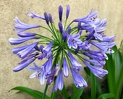 15th Jun 2021 - Nike blue lily (agapanthus) are in full bloom now.