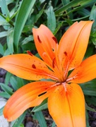 15th Jun 2021 - Orange Lily in the Garden 