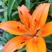 Orange Lily in the Garden  by jo38