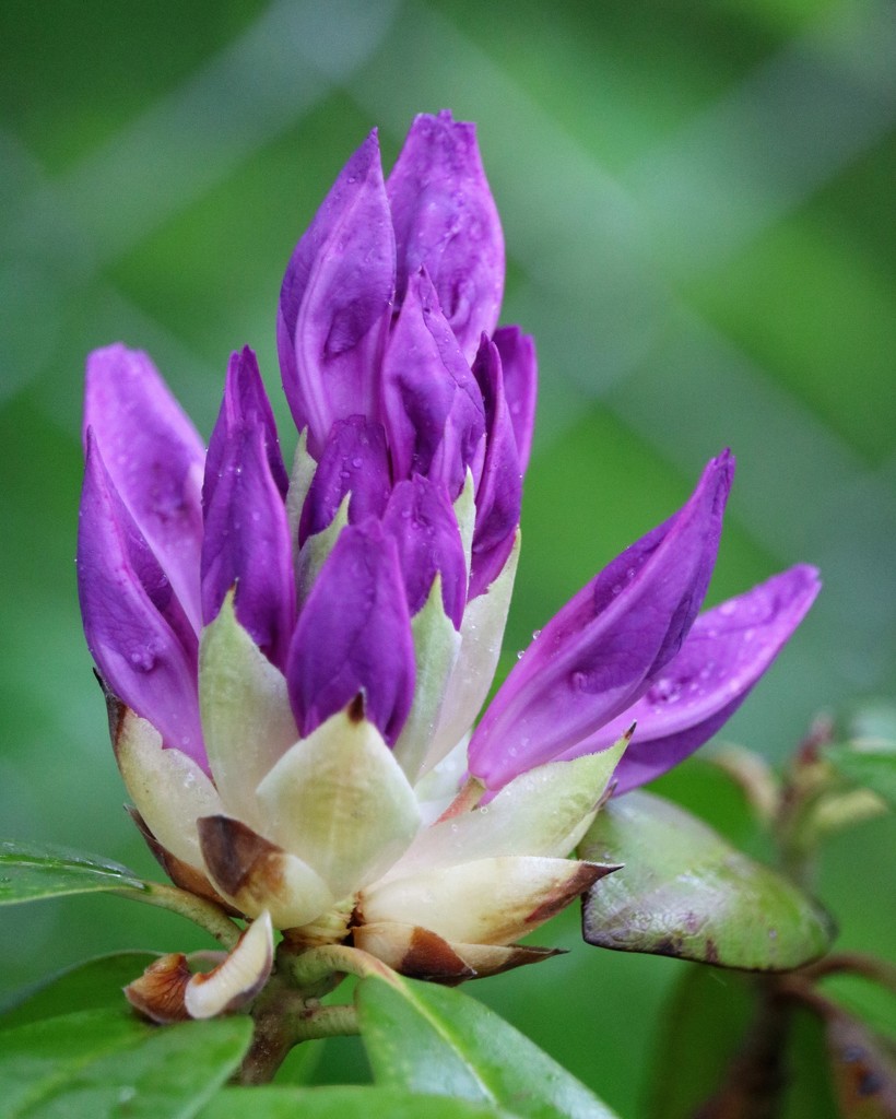 May 20: Rhododendron Buds by daisymiller