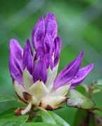 20th May 2021 - May 20: Rhododendron Buds