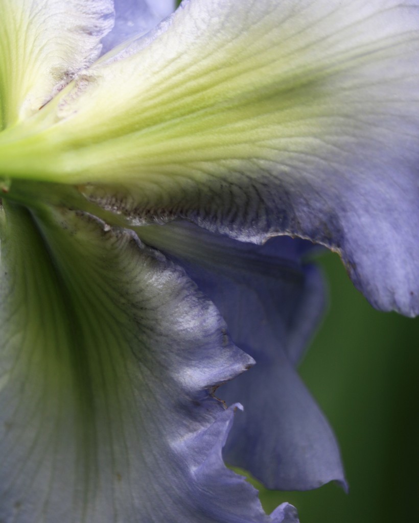 May 21: Iris Petals by daisymiller