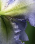 21st May 2021 - May 21: Iris Petals