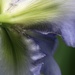 May 21: Iris Petals by daisymiller