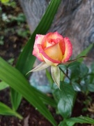 14th Jun 2021 - Miniature Rose