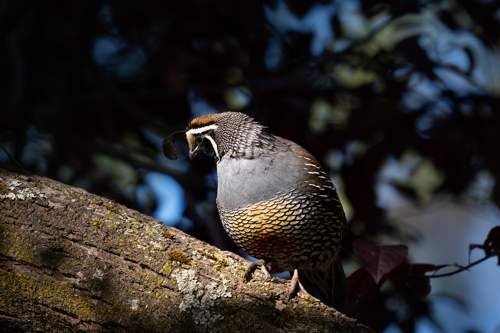The quail other half by teriyakih