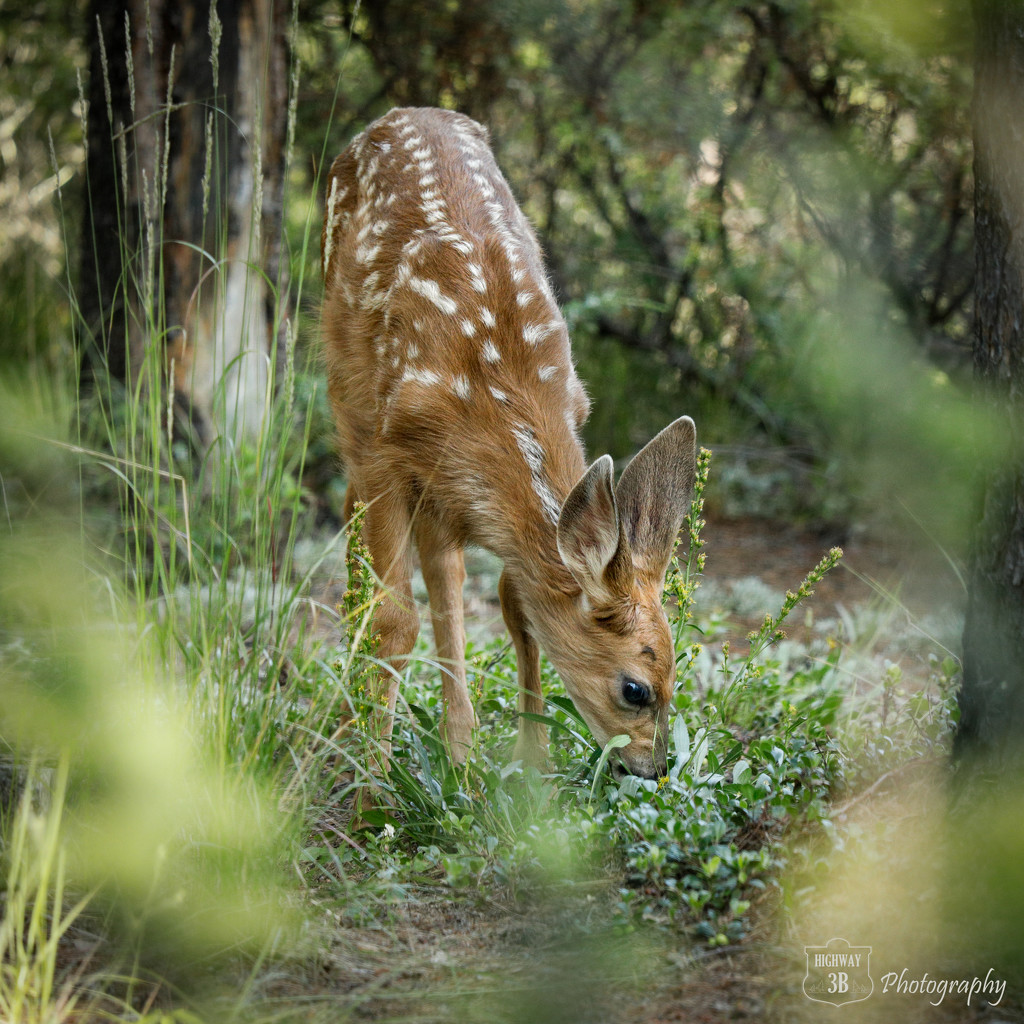 Campground Fawn by jawere