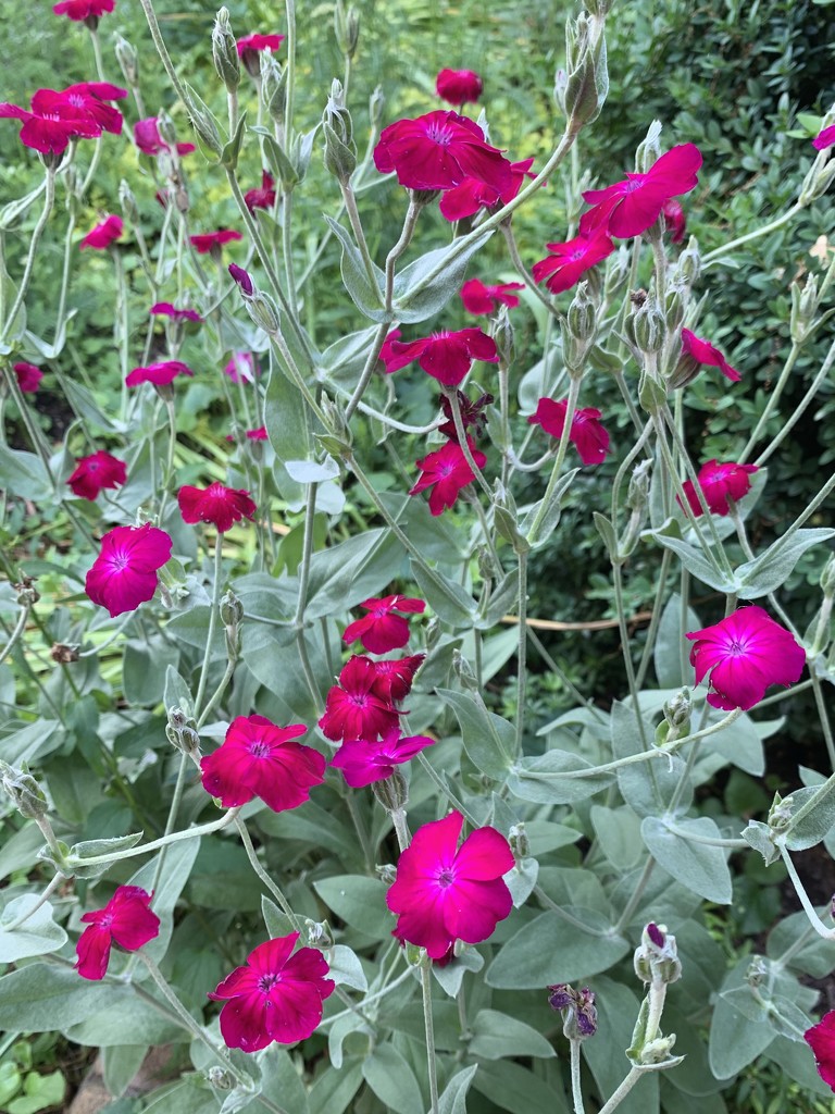 Rose Campion  by beckyk365